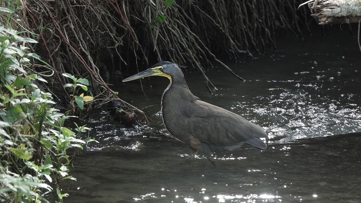 Bare-throated Tiger-Heron - ML507748971