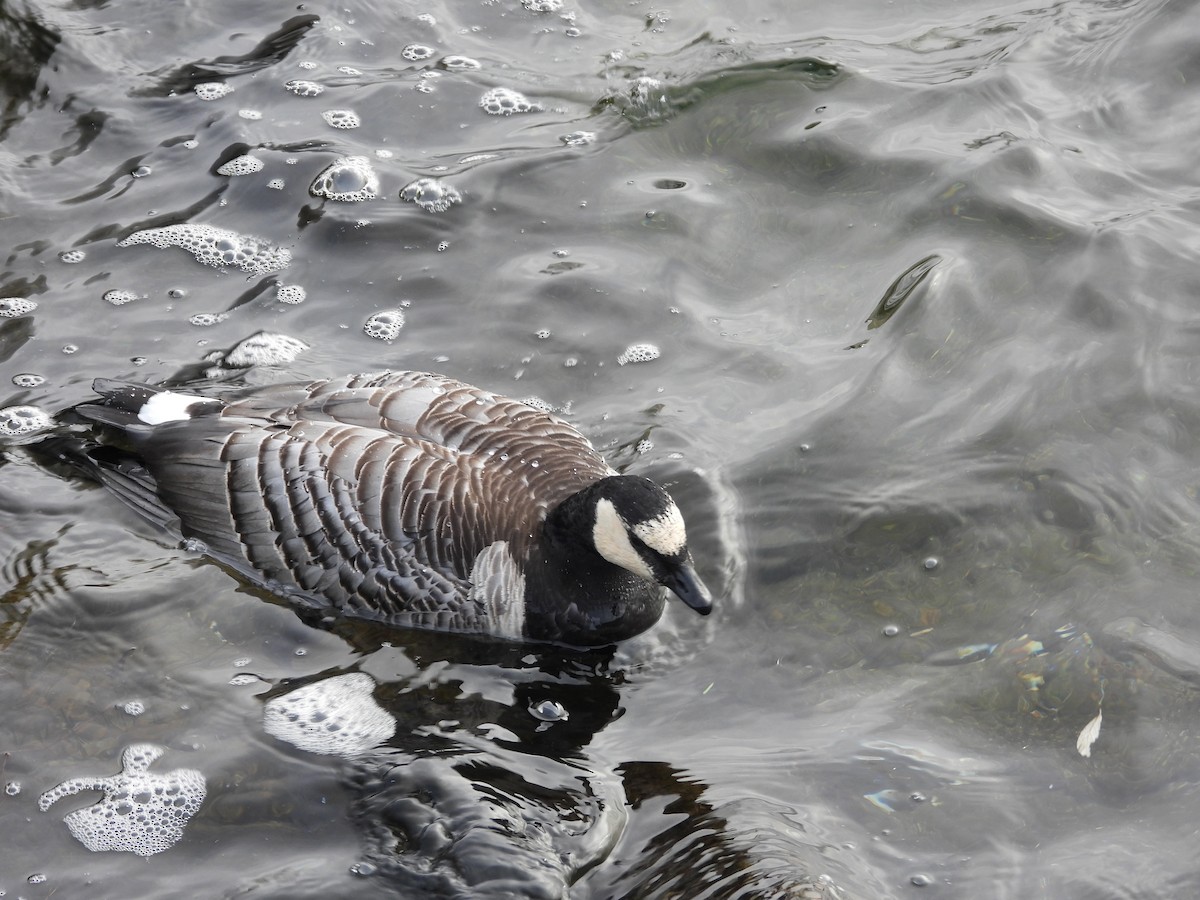 Barnacle Goose - ML507749351