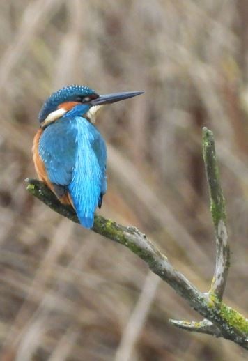 Common Kingfisher - ML507749471