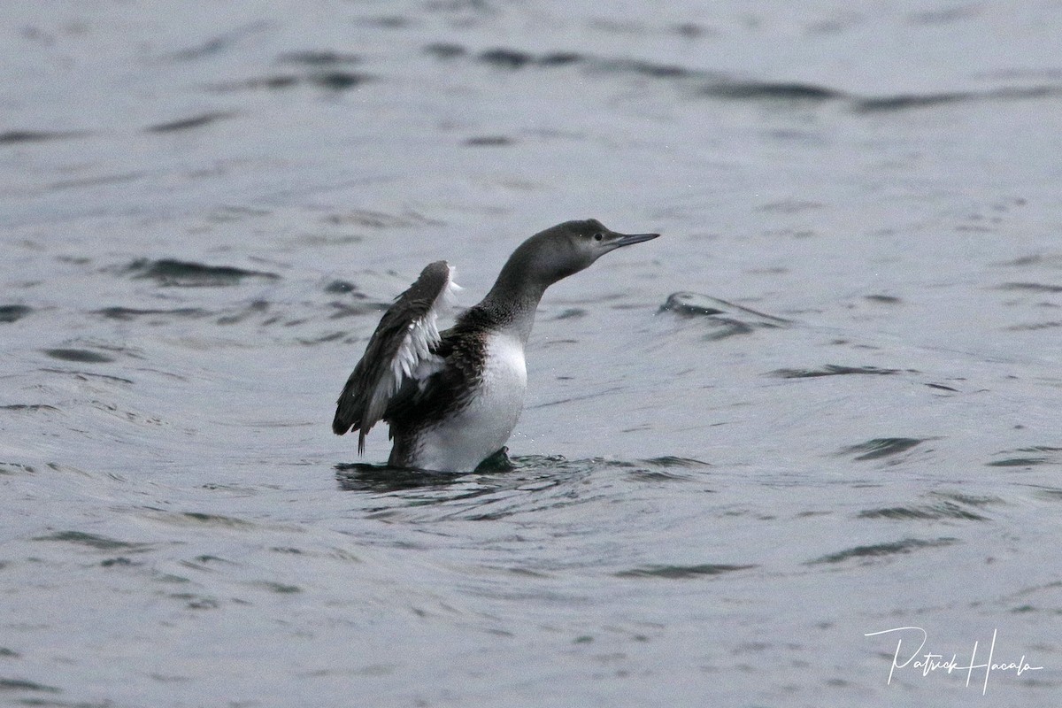 Red-throated Loon - patrick hacala