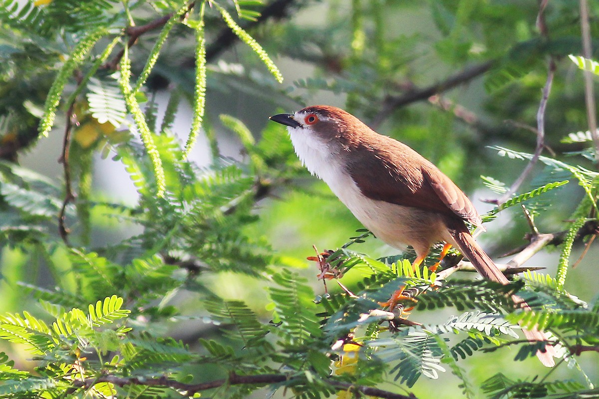 Yellow-eyed Babbler - ML50774981