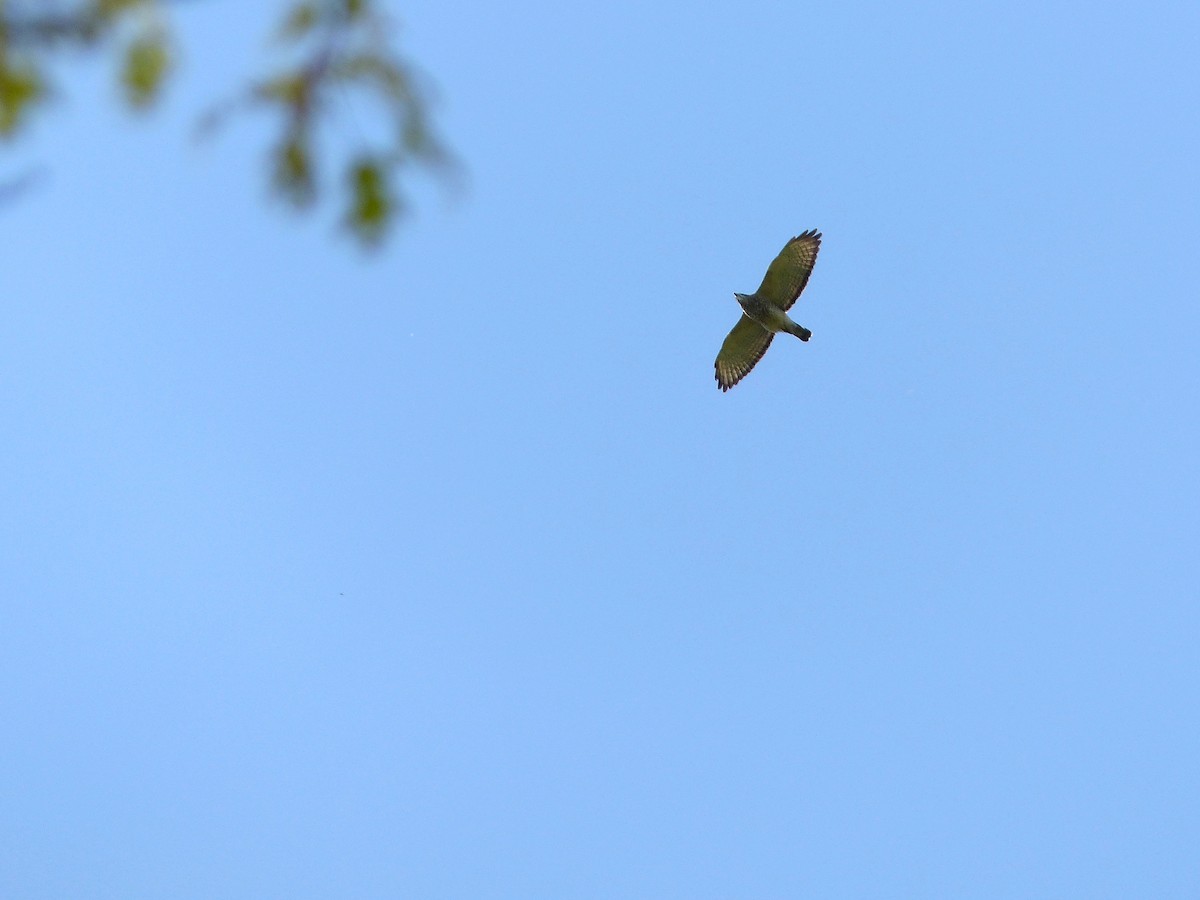 Broad-winged Hawk - ML507750281