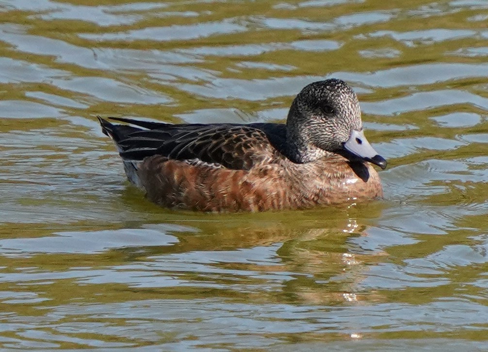 American Wigeon - Richard Block