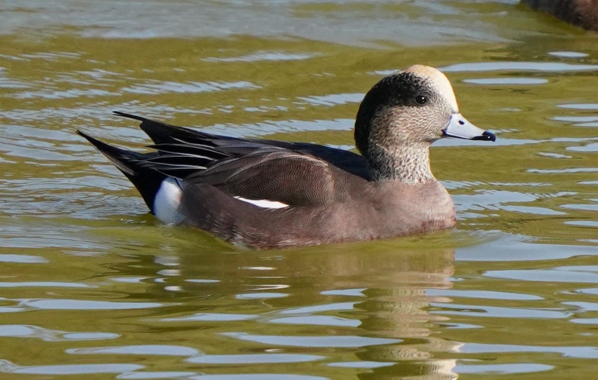 American Wigeon - Richard Block