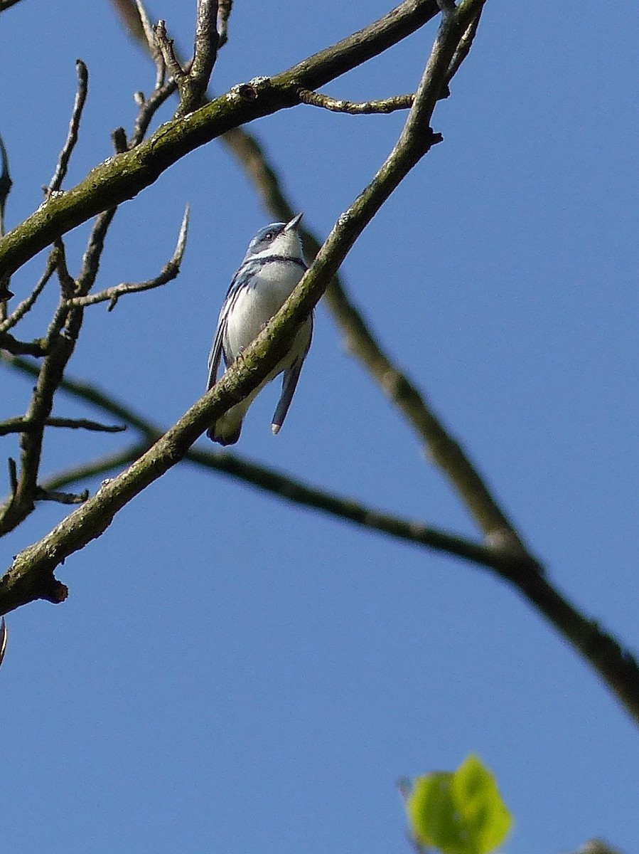 Cerulean Warbler - ML507750641