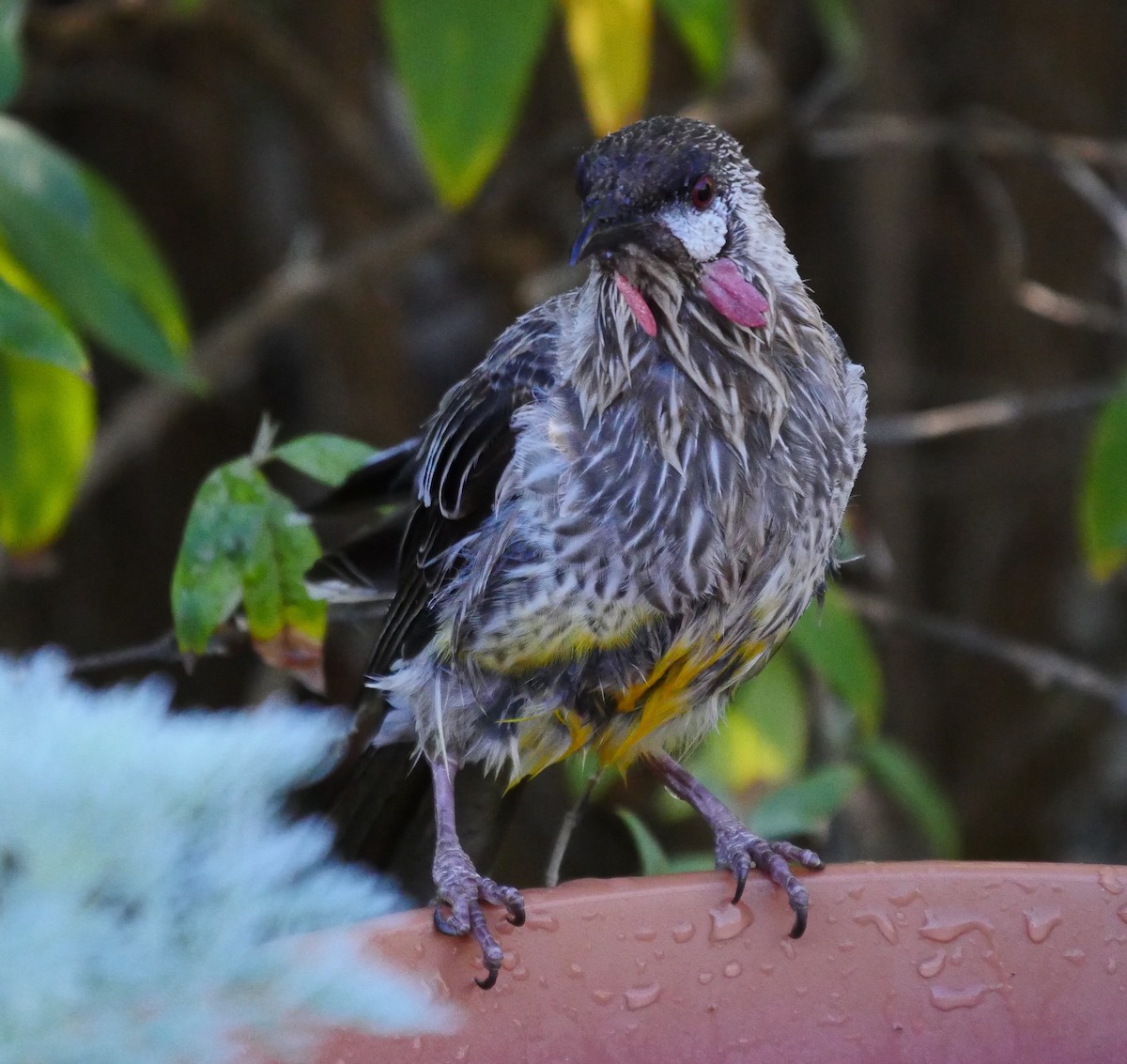 Red Wattlebird - ML50775251