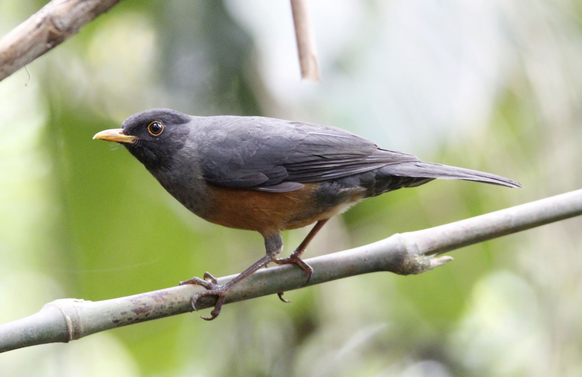 Chestnut-bellied Thrush - Patrick Laporte