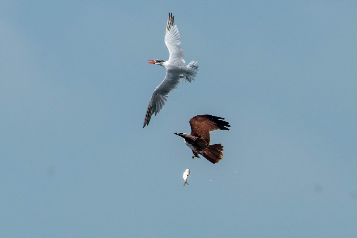 Caspian Tern - Harish Babu M