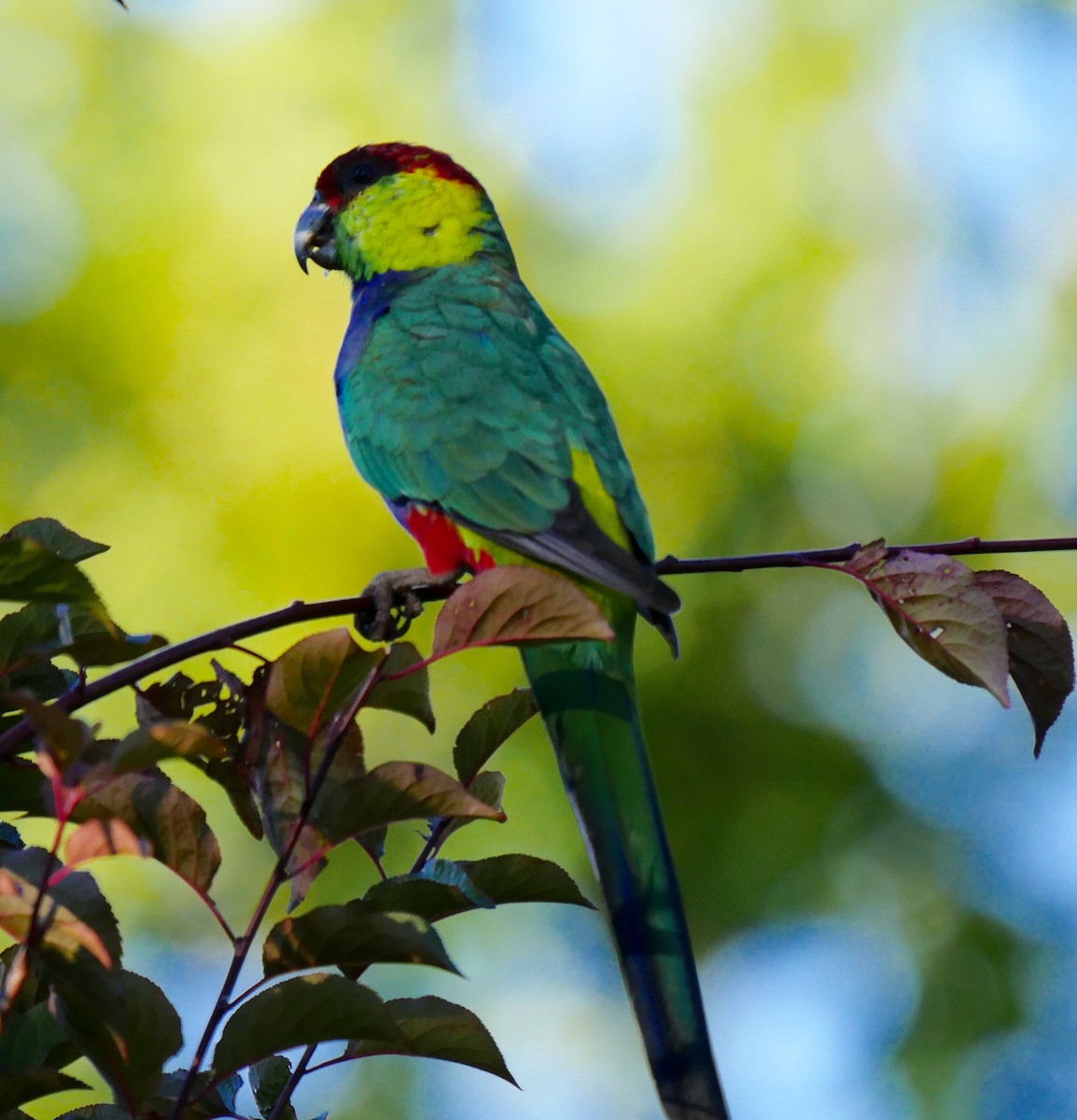 Red-capped Parrot - Peter Lowe