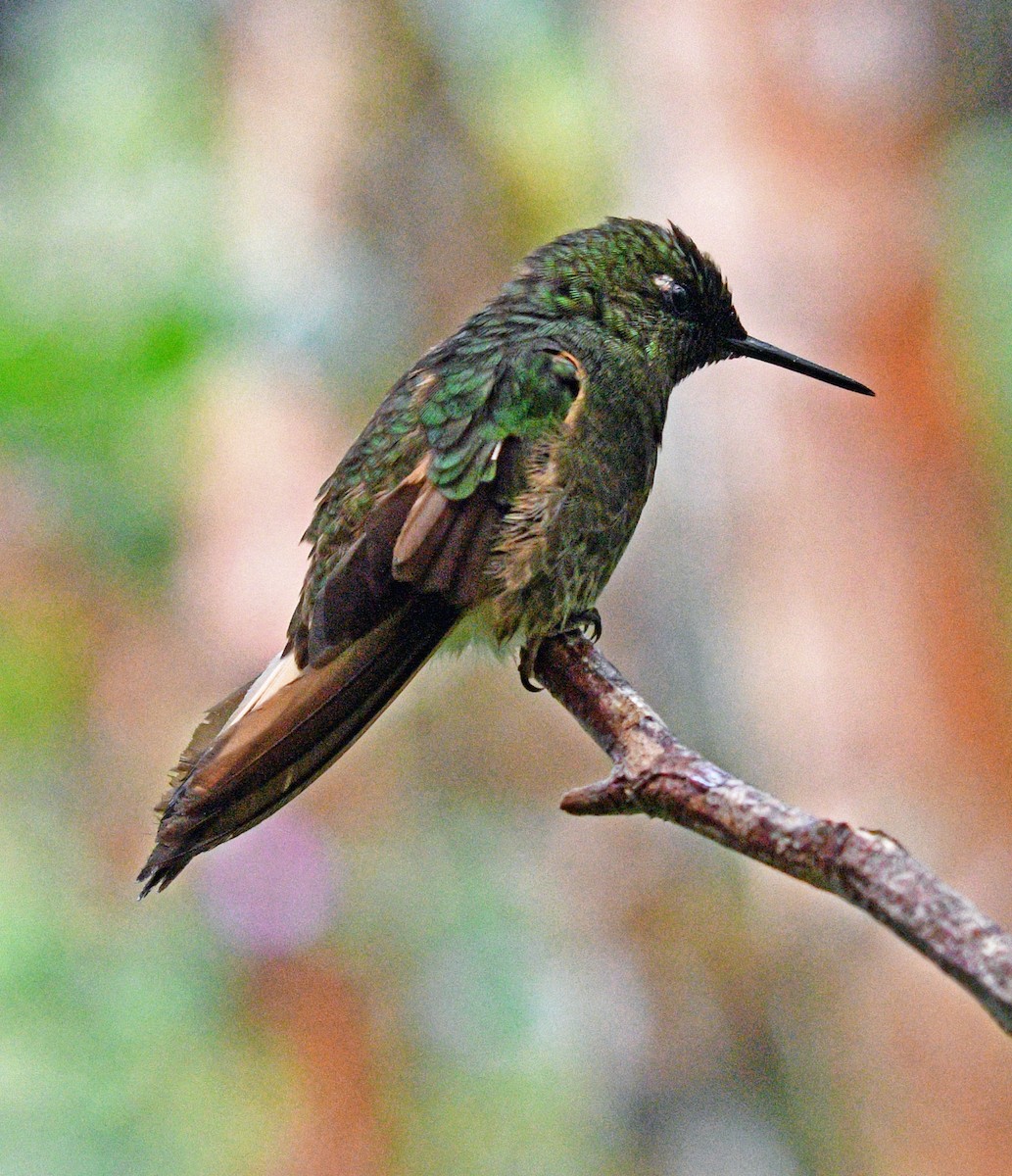 Buff-tailed Coronet - ML507752781