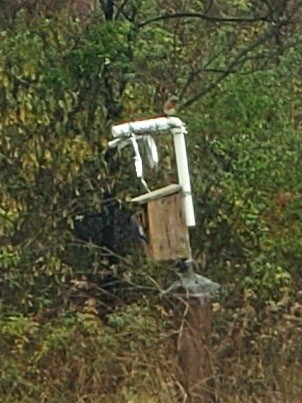 Eastern Bluebird - ML507752801