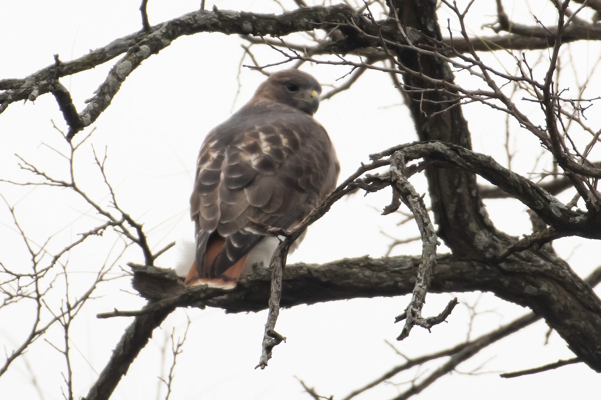 Red-tailed Hawk (abieticola) - Patrick McKenzie