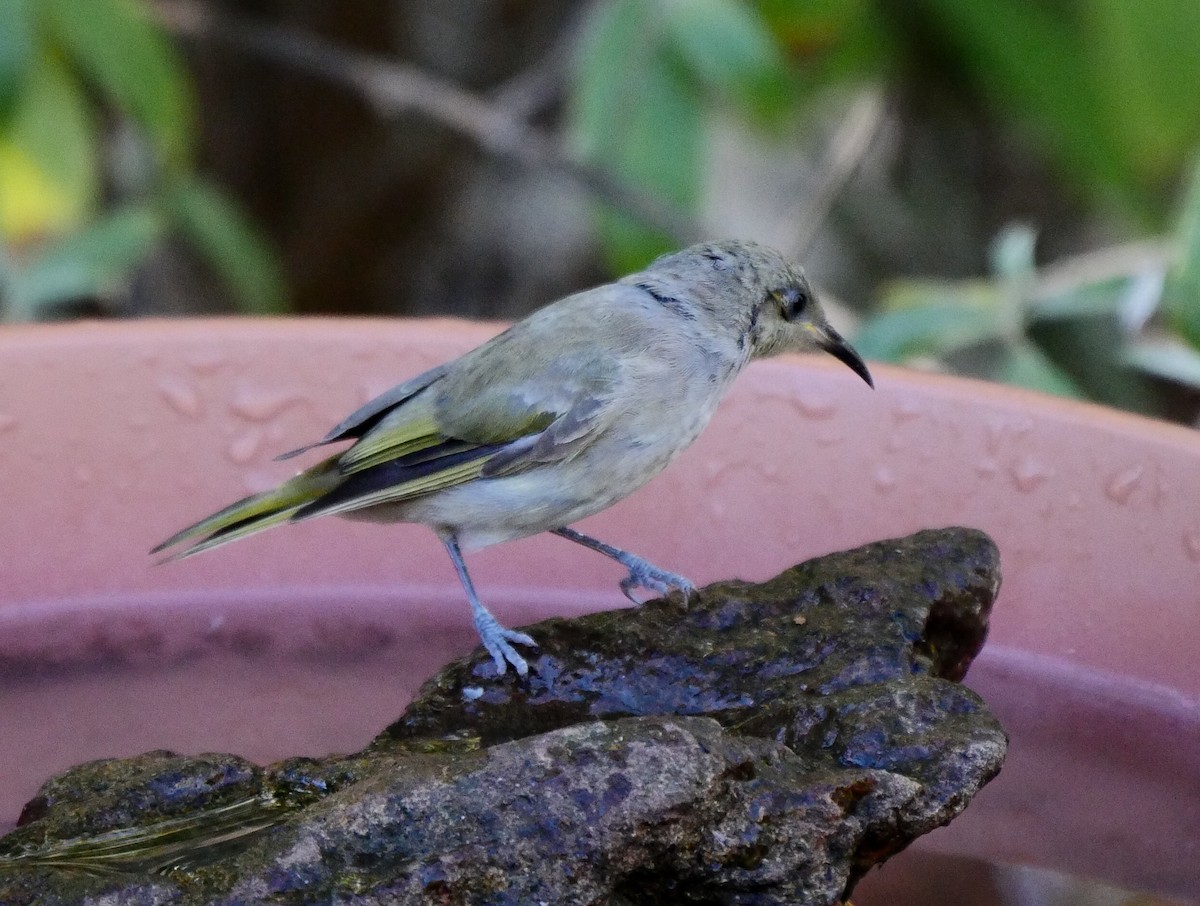 Brown Honeyeater - ML50775361