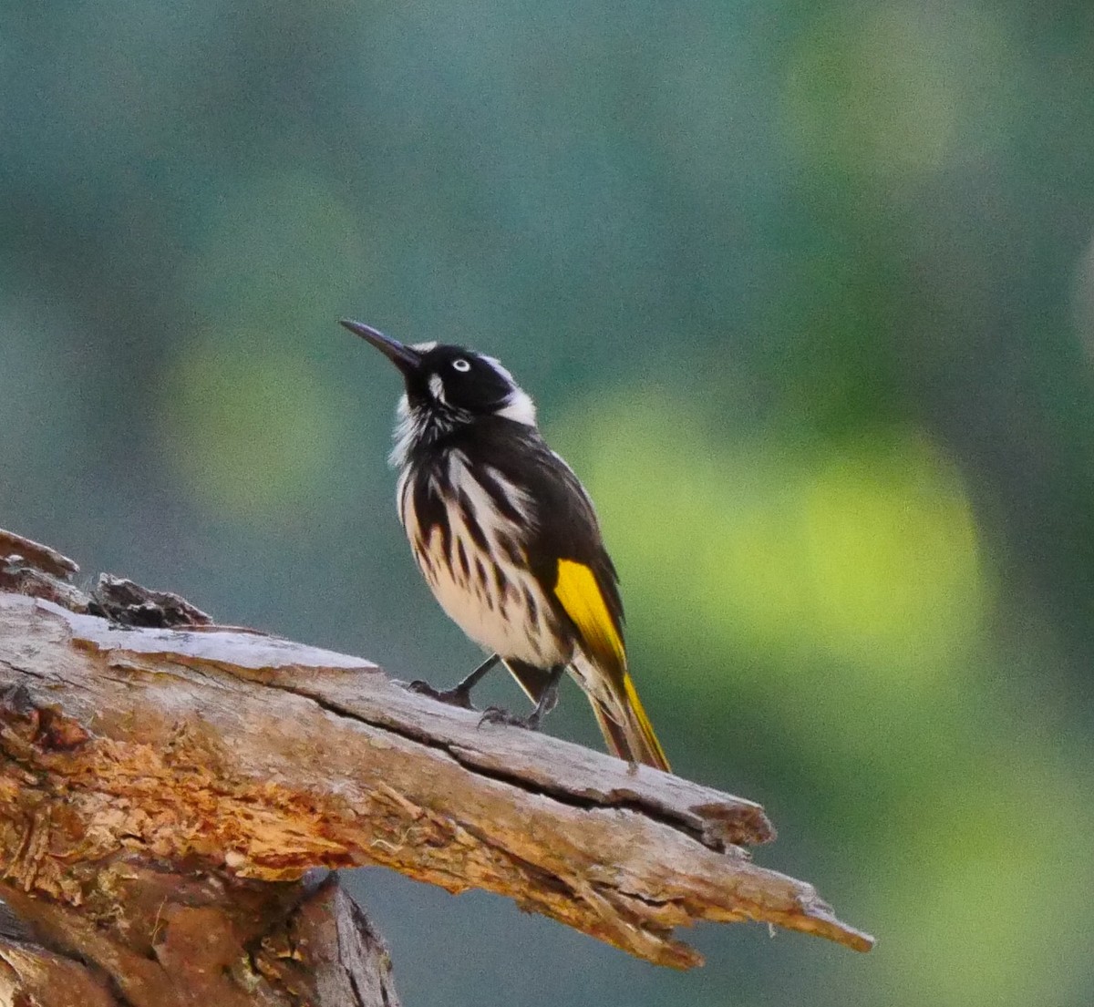 New Holland Honeyeater - ML50775401