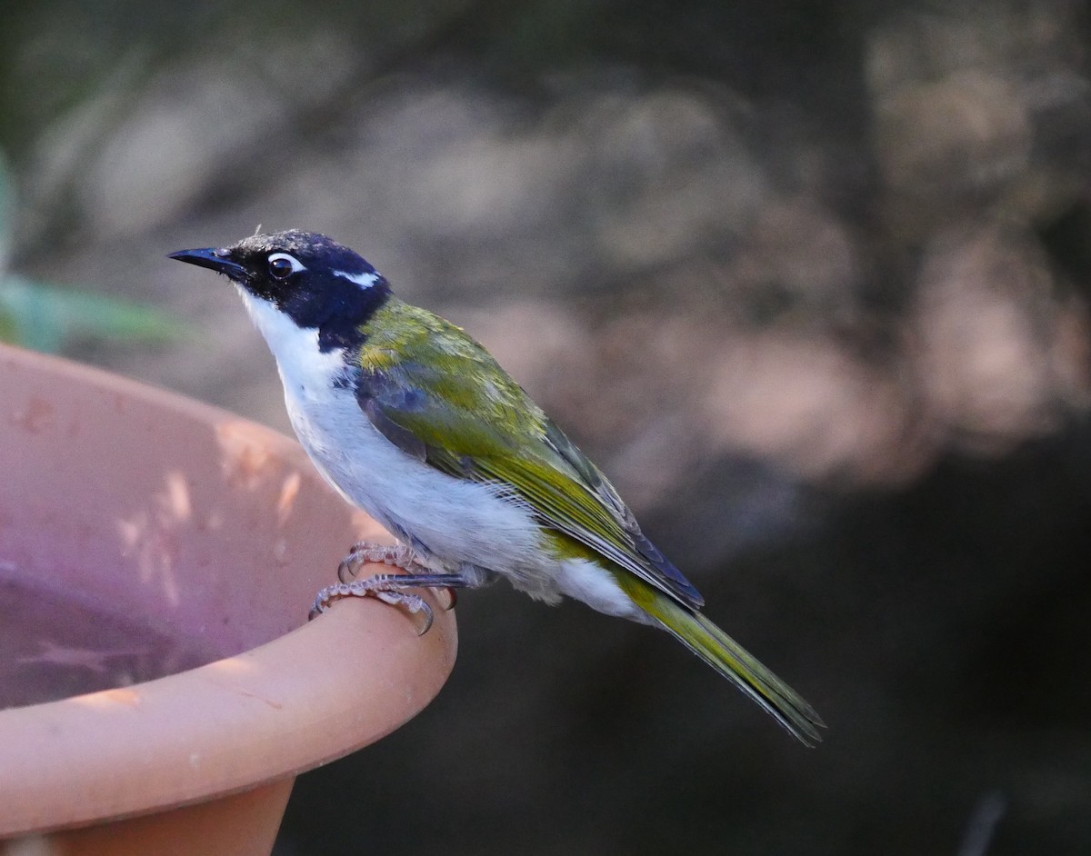 Gilbert's Honeyeater - ML50775441