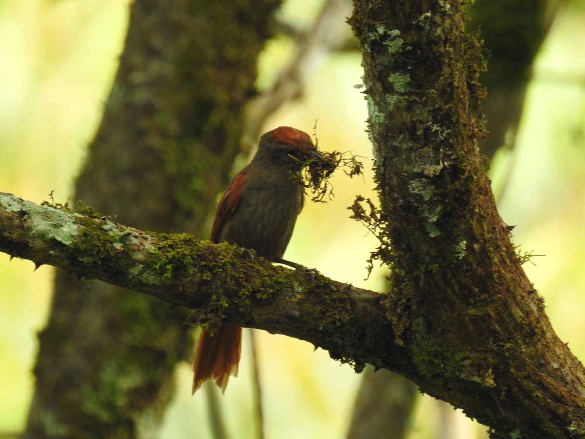 Slaty Spinetail - Luis Rodriguez