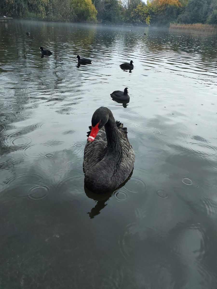 Black Swan - ML507754801