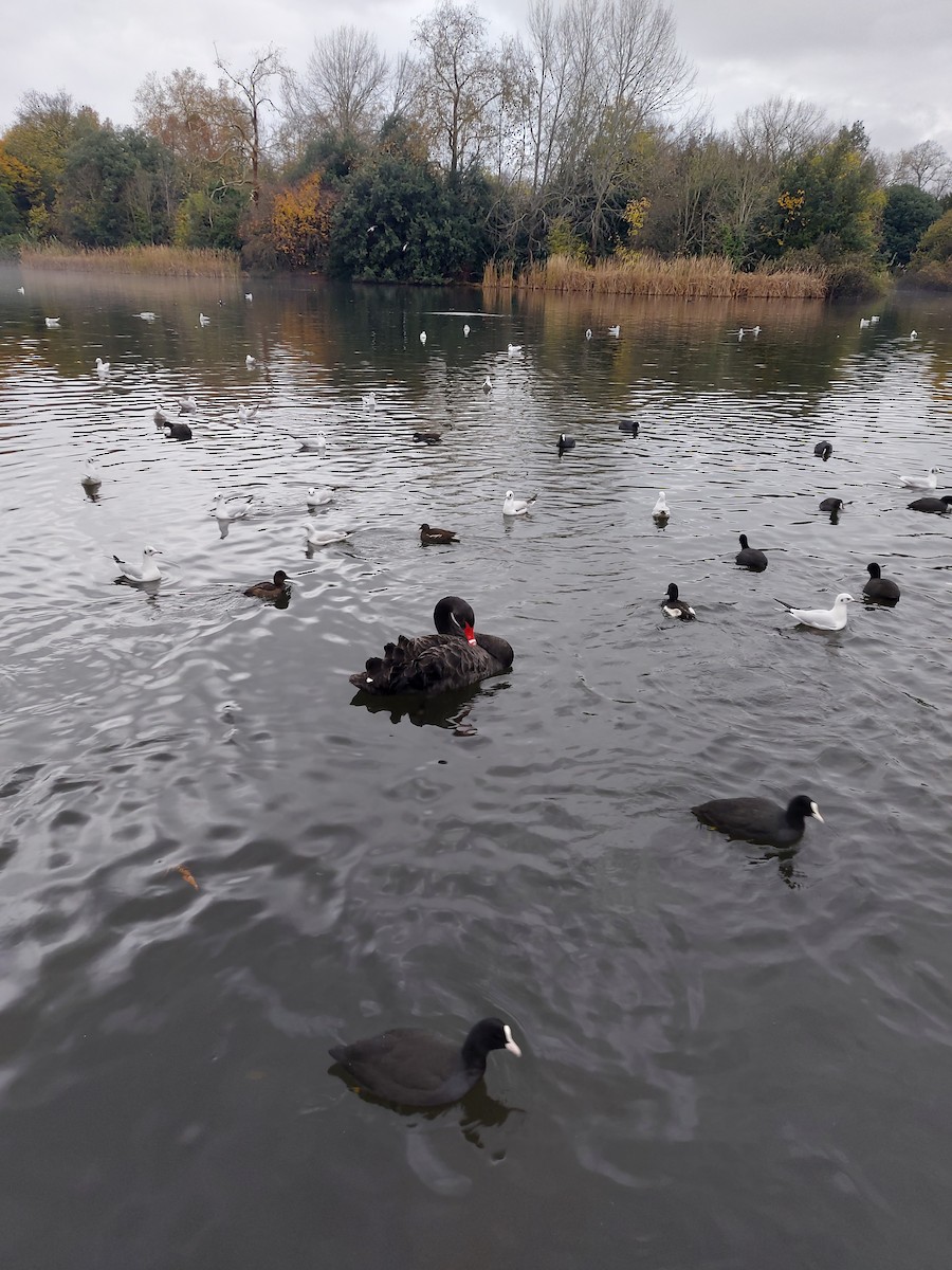 Black Swan - ML507754811