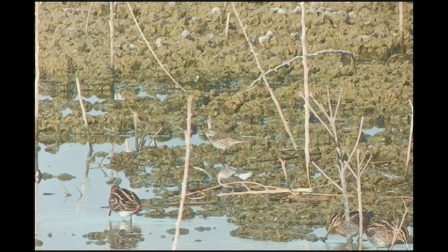 American Pipit (japonicus) - ML507755491