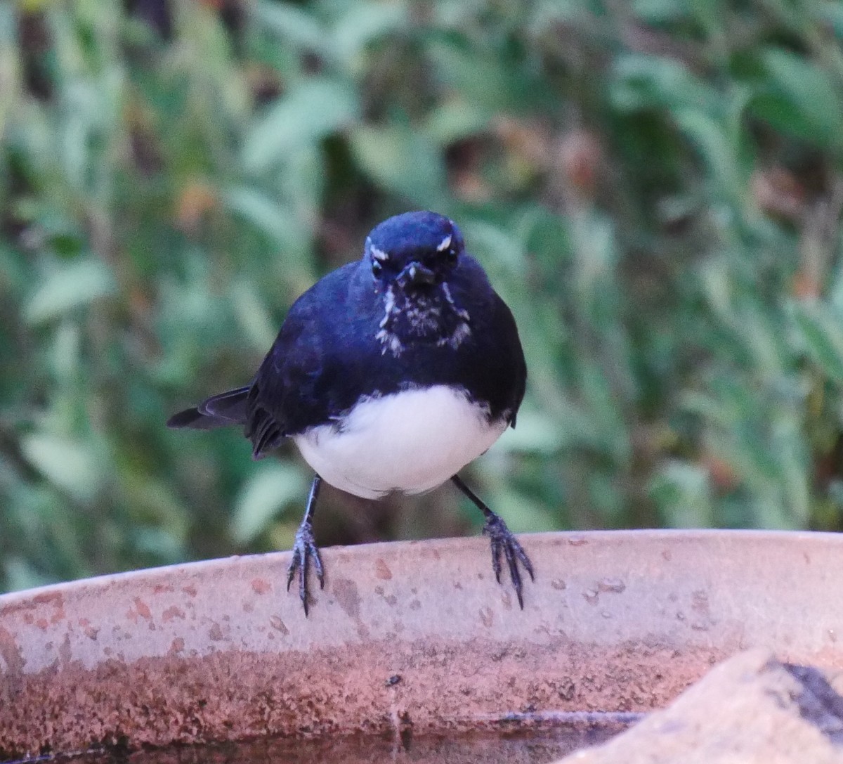 Willie-wagtail - ML50775551