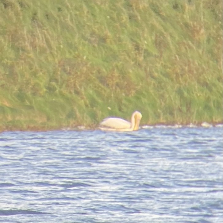 Great White Pelican - ML507756871