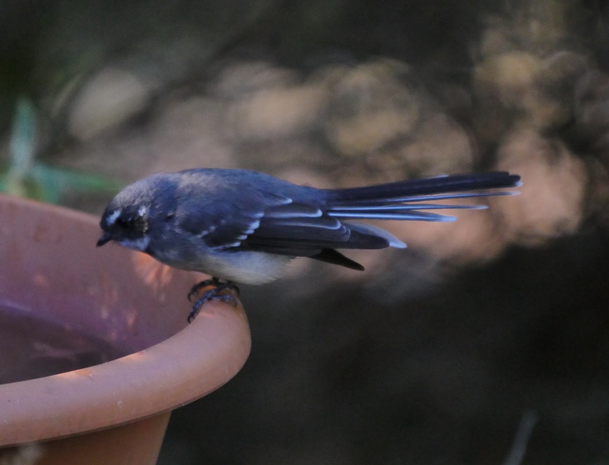 Gray Fantail - ML50775701