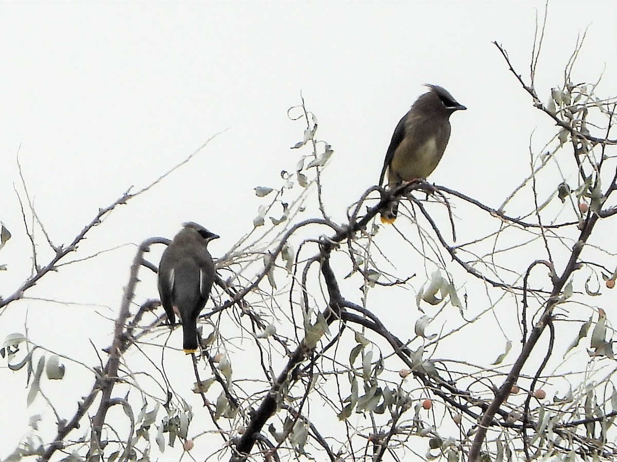 Cedar Waxwing - ML507757581