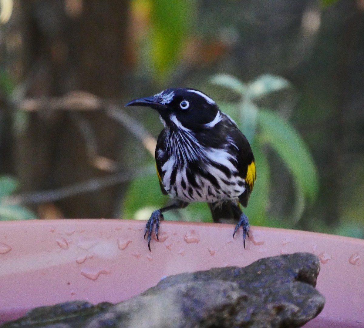 New Holland Honeyeater - ML50775831