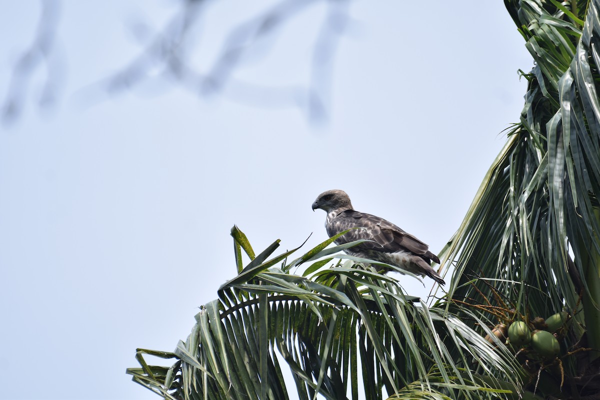 Changeable Hawk-Eagle - ML507758431