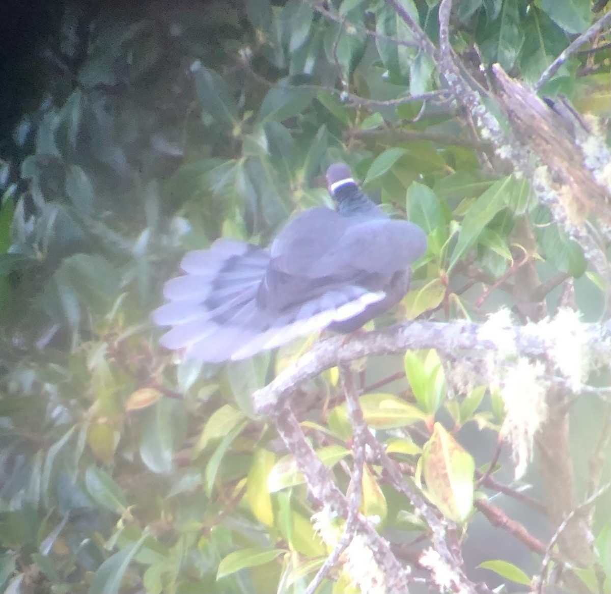 Band-tailed Pigeon - ML507758701