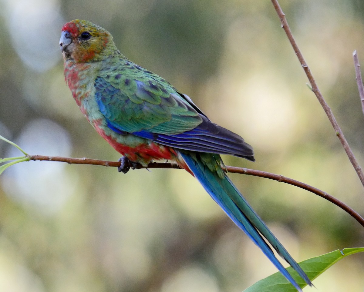 Western Rosella - ML50775901