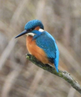 Common Kingfisher - ML507760141