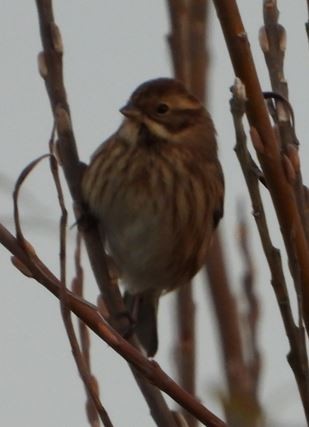 Reed Bunting - ML507760291