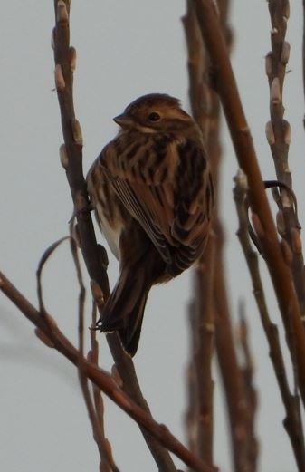 Reed Bunting - ML507760351