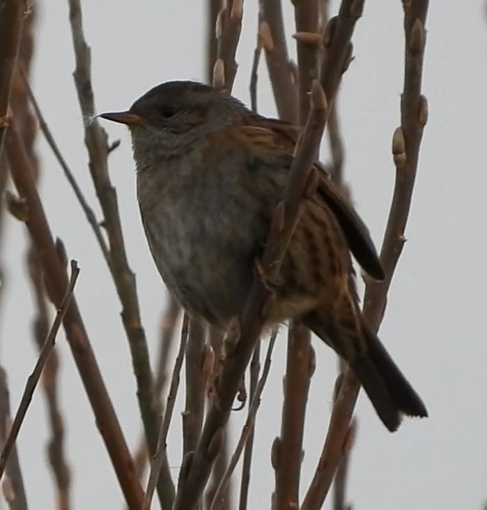 Dunnock - ML507760441