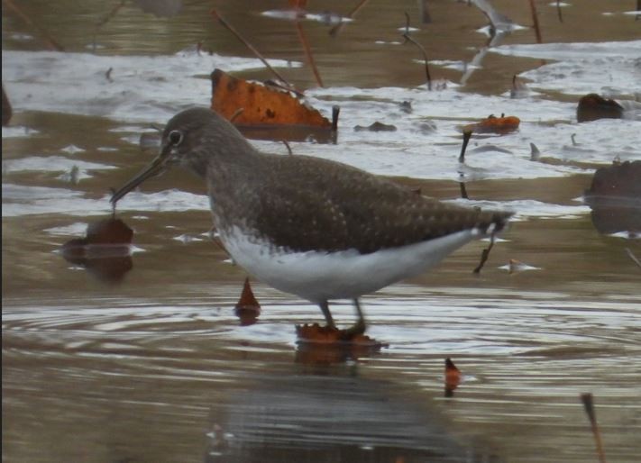 Green Sandpiper - ML507760521