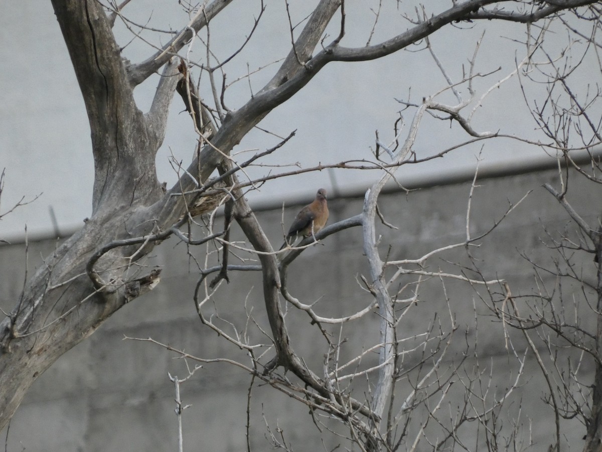 Laughing Dove - ML507761091