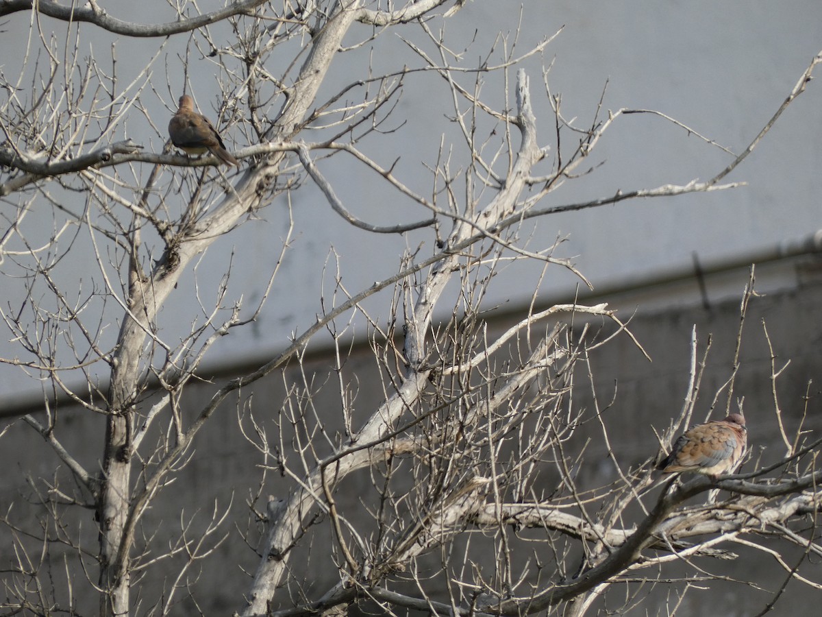 Laughing Dove - ML507761241