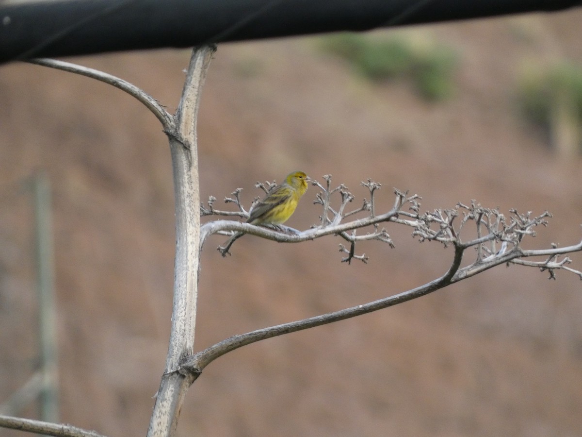 Island Canary - ML507761911