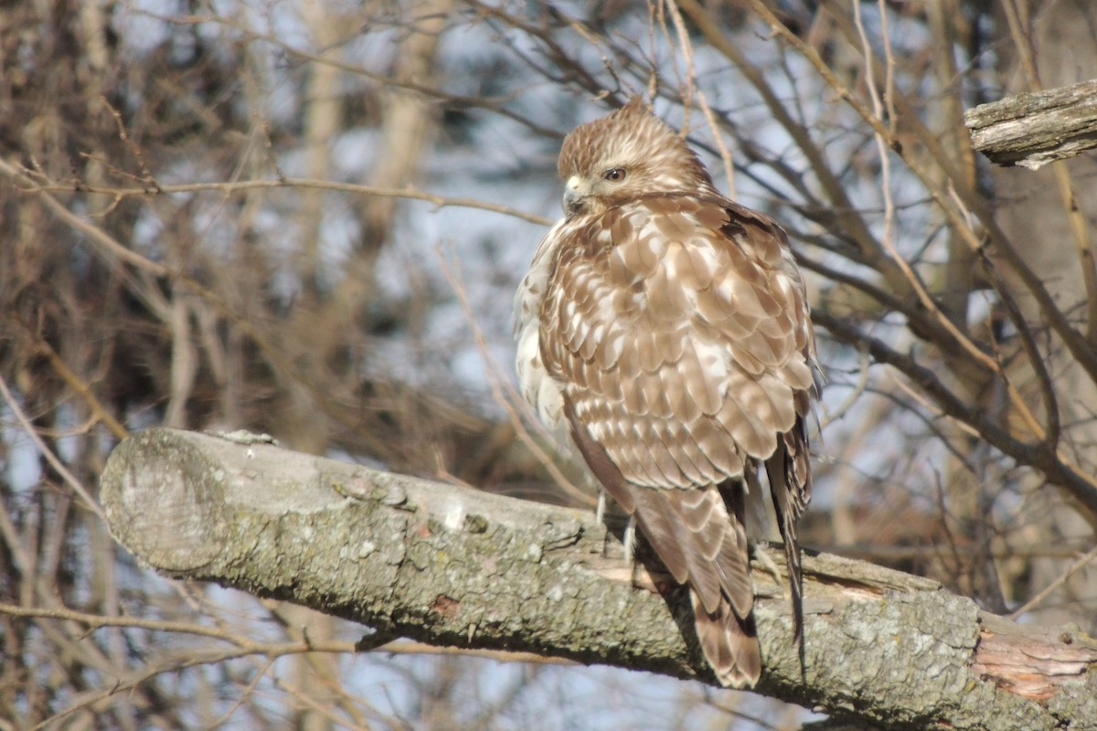 Red-shouldered Hawk - ML50776231