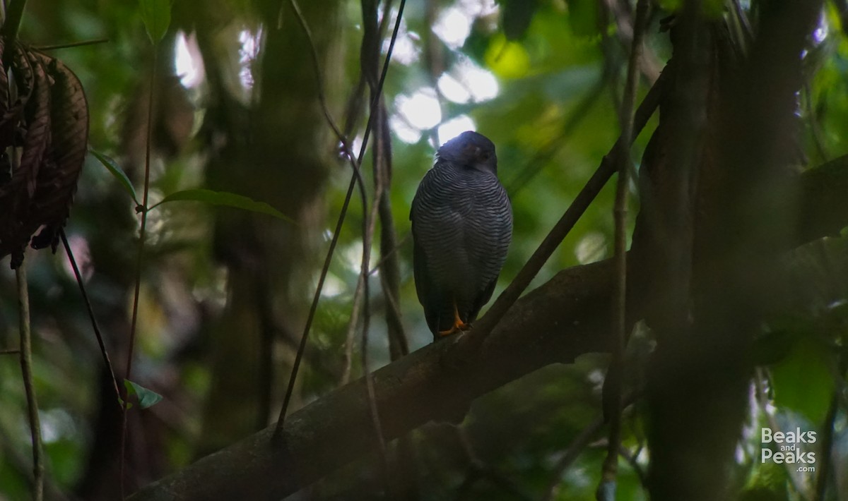 Barred Forest-Falcon - ML50776341