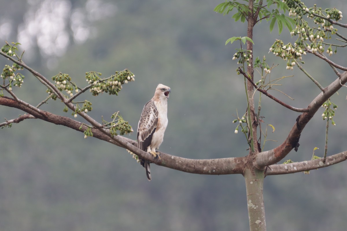 Changeable Hawk-Eagle - Pete Harvey