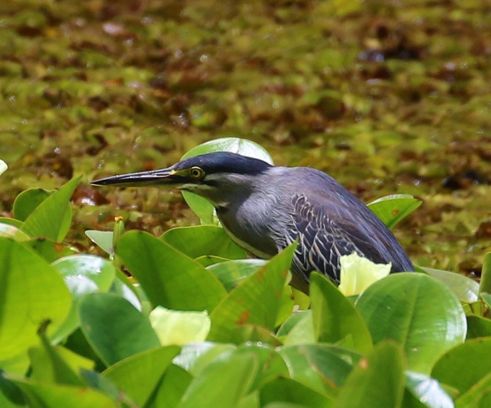 Striated Heron - ML507764271