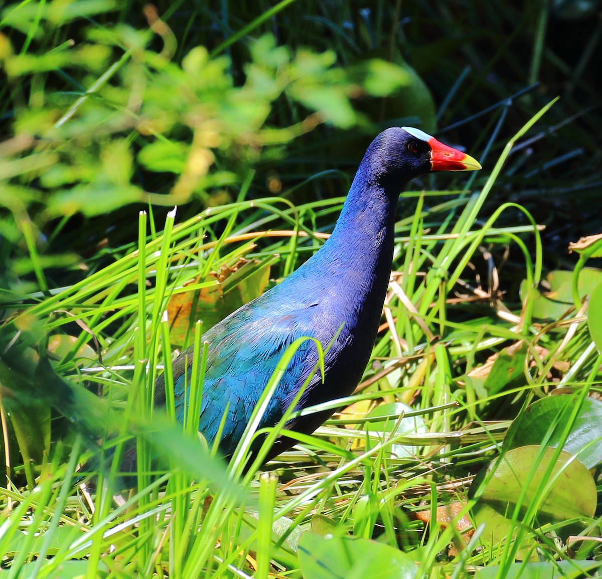 Purple Gallinule - ML507764361