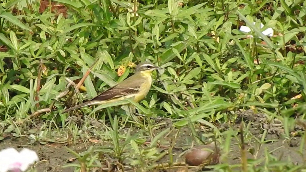 Eastern Yellow Wagtail - ML507764591