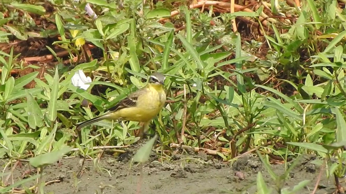 Eastern Yellow Wagtail - Sandip Das