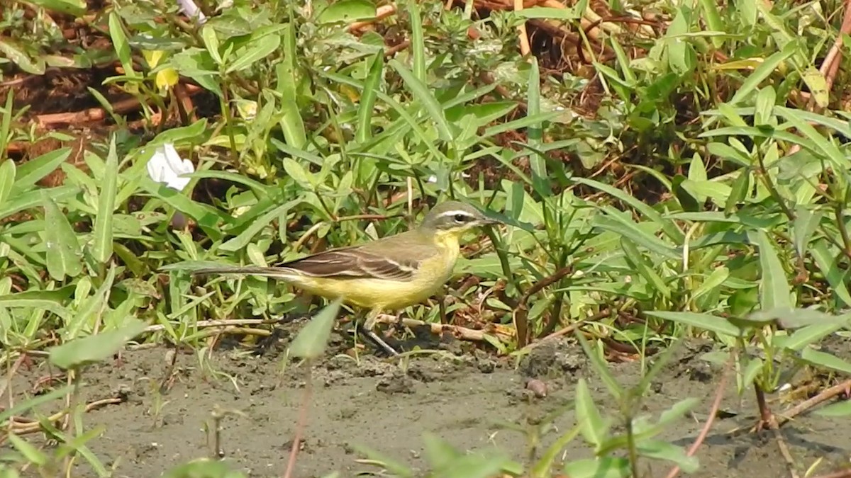 Eastern Yellow Wagtail - ML507764611