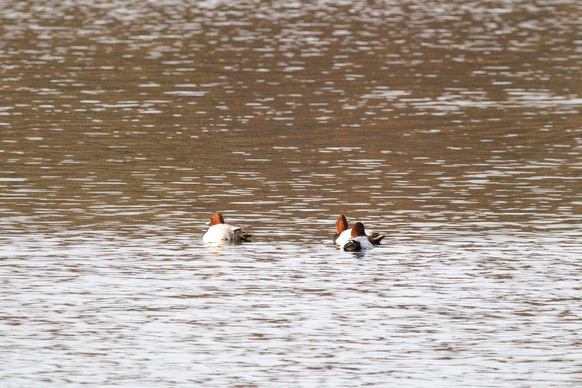 Common Pochard - ML507764981