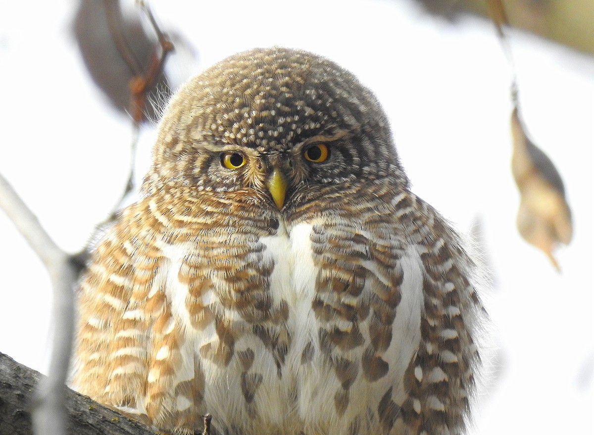 Collared Owlet - ML507765881