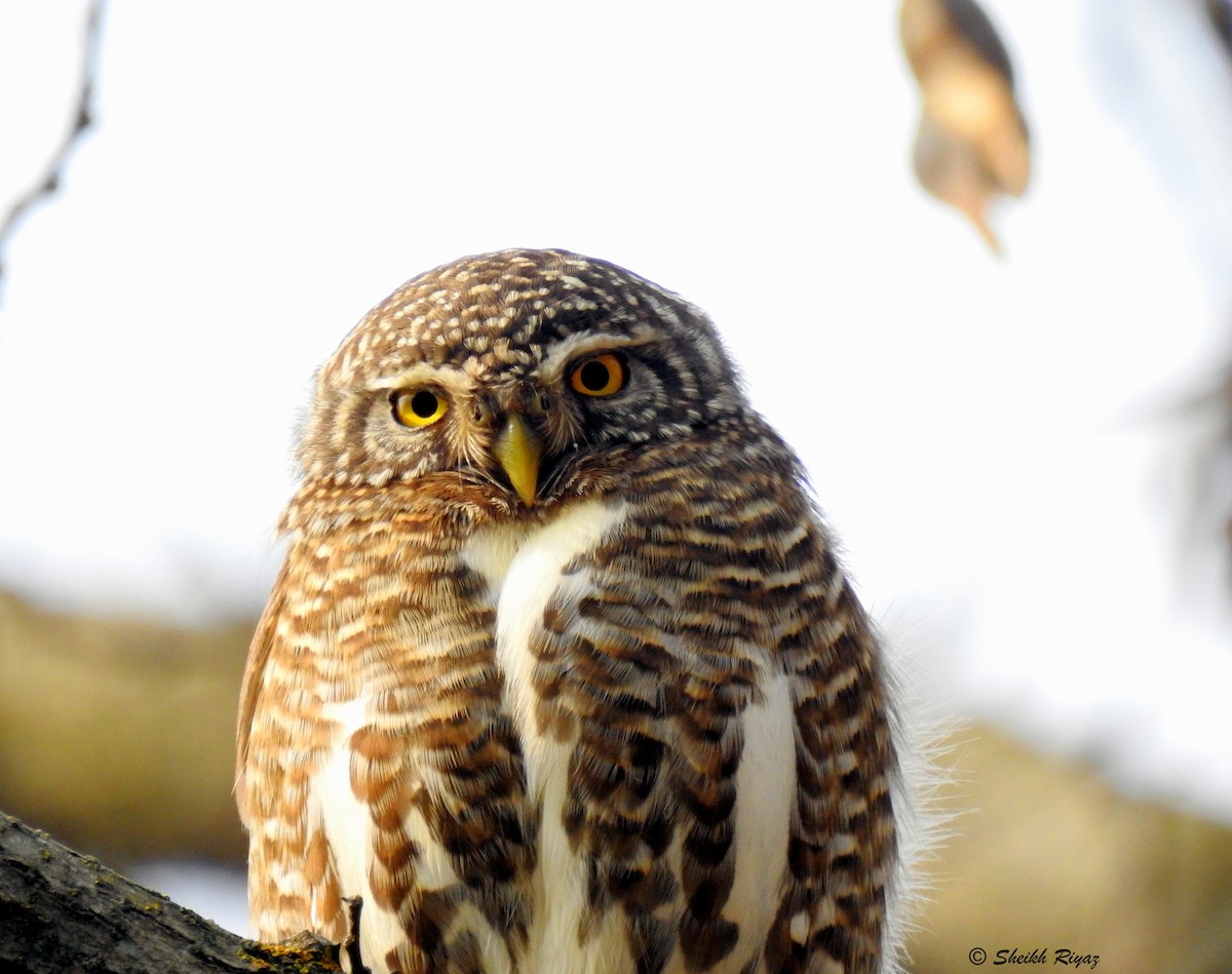 Collared Owlet - Sheikh Riyaz